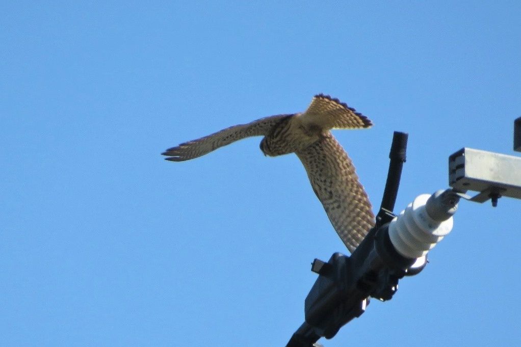 散歩で撮った鳥 チョウゲンボウ ダイサギ モズ キセキレイ 大分金太郎の花鳥蝶月 楽天ブログ