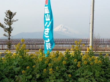 菜の花と富士山