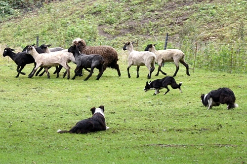 Sheepdog show BOYA FARM/シープドッグショー　ボーヤファーム