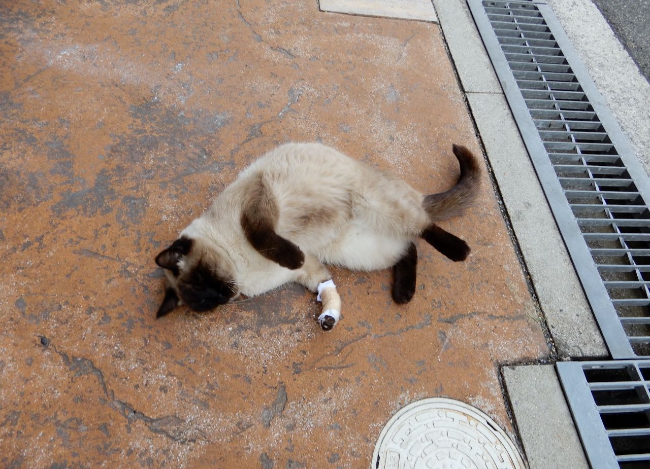 やんちゃな猫、それは!?の巻 人さまのネコ - 楽天ブログ