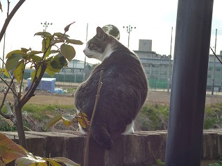 P1010467ss.jpg