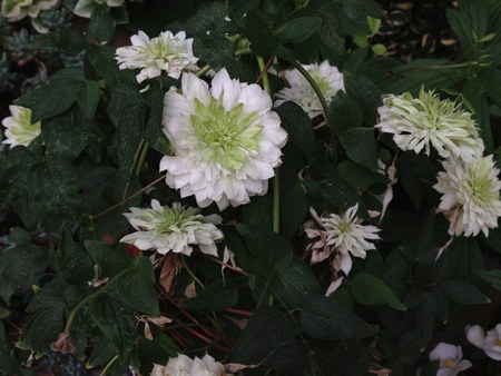 1花クレマチス450.jpg