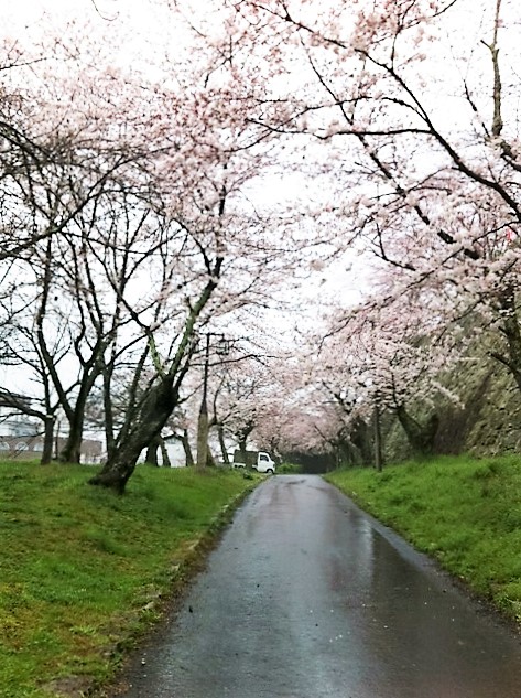 __２０１６年４月１日　津山の桜.JPG