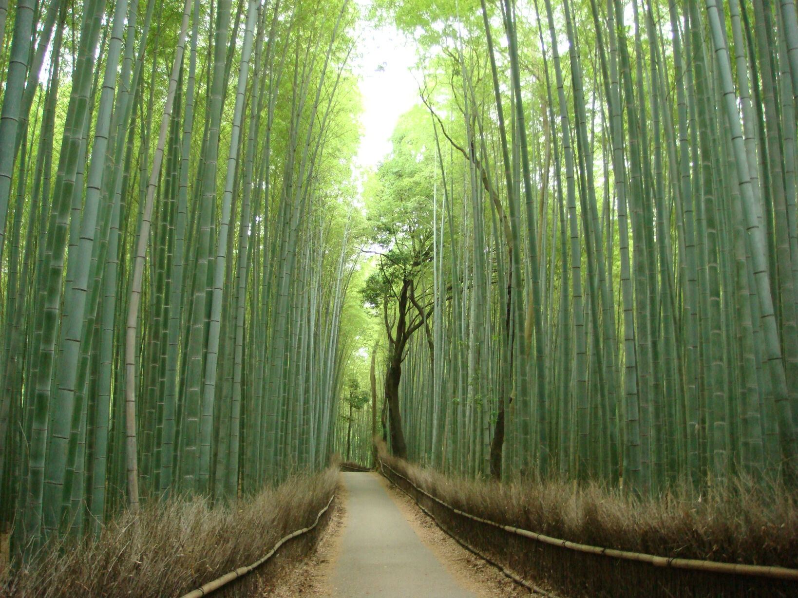 Бамбук в среднем вырастает. Бамбуковый лес. Рост бамбука. Бамбуковый лес Япония. Пейзаж с бамбуком.