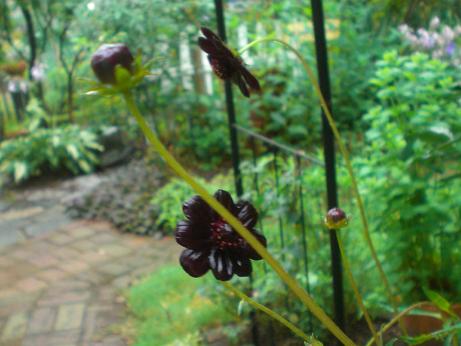 チョコレートコスモス