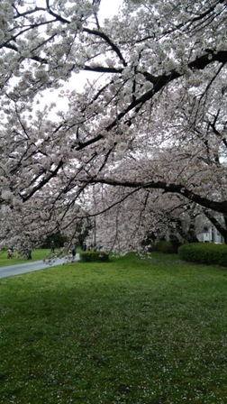 桜2.JPG