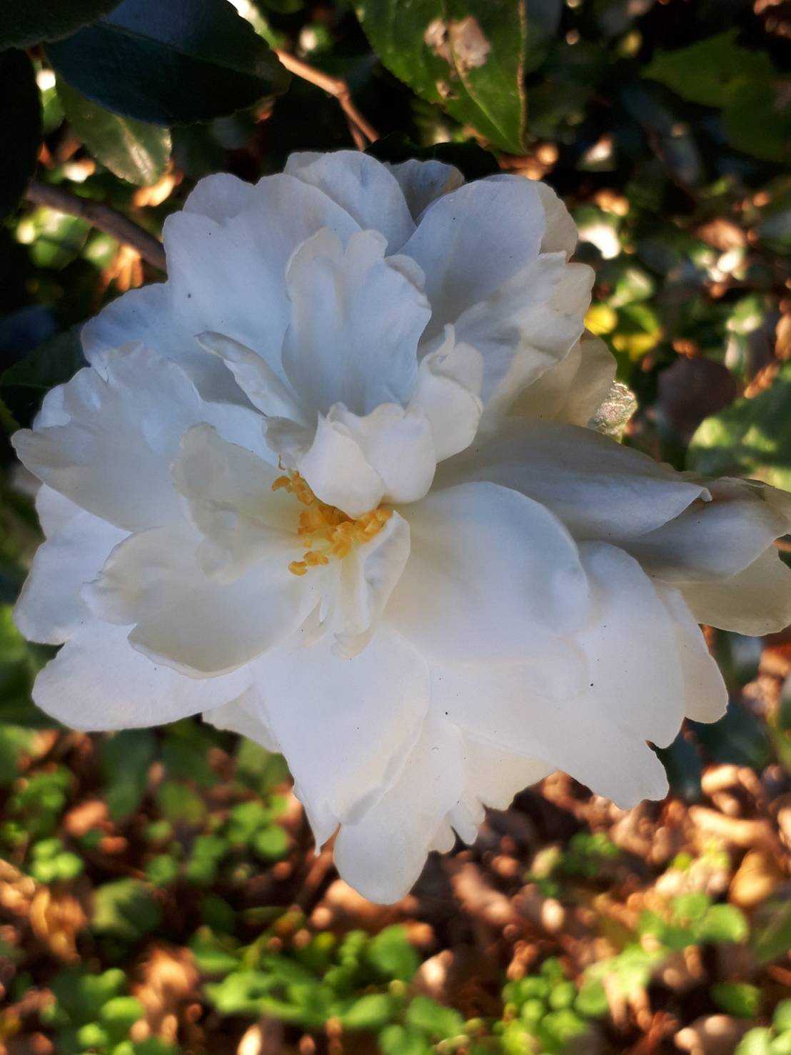 花 花の写真 楽天ブログ