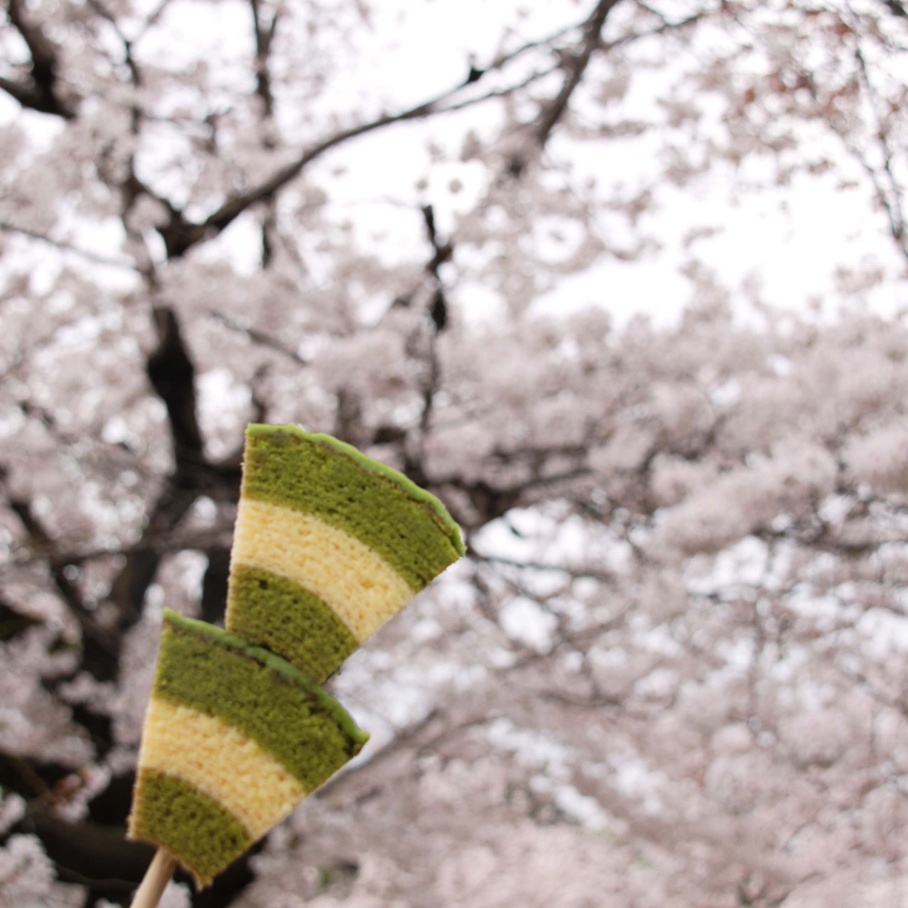 おたべちゃん：円山公園　桜お花見
