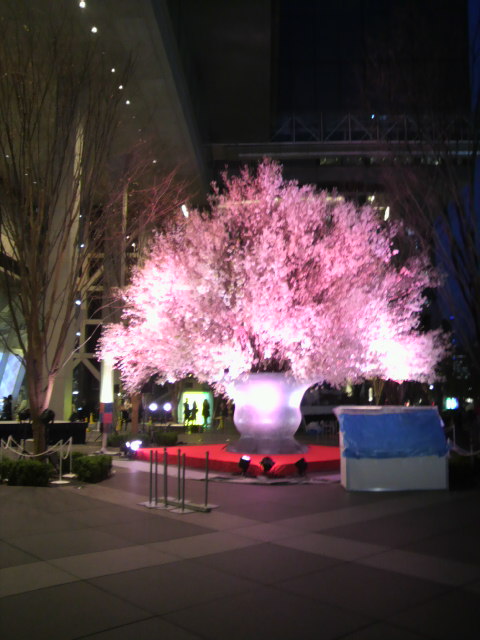フォーラムのライトアップ桜