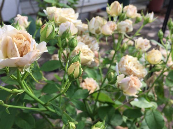 rblog-20170713224652-03.jpg