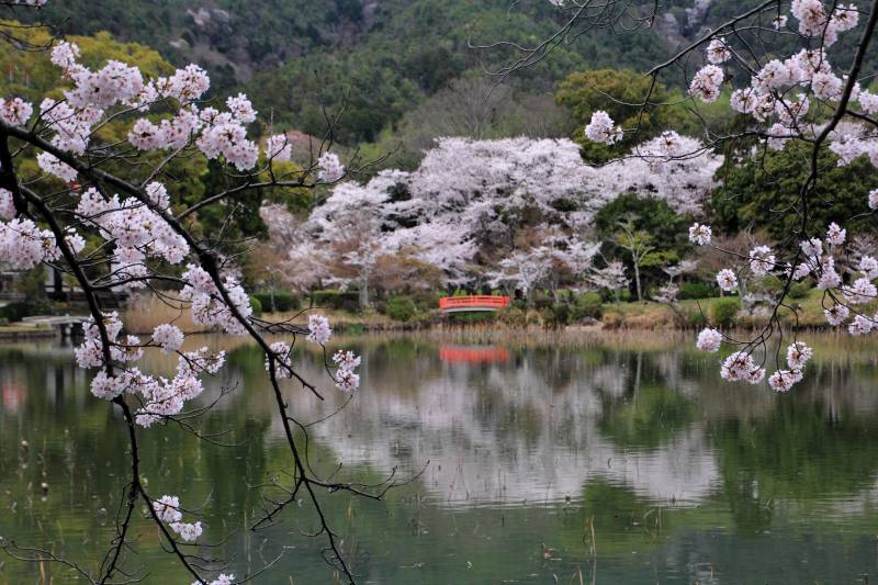 大沢池_004.jpg