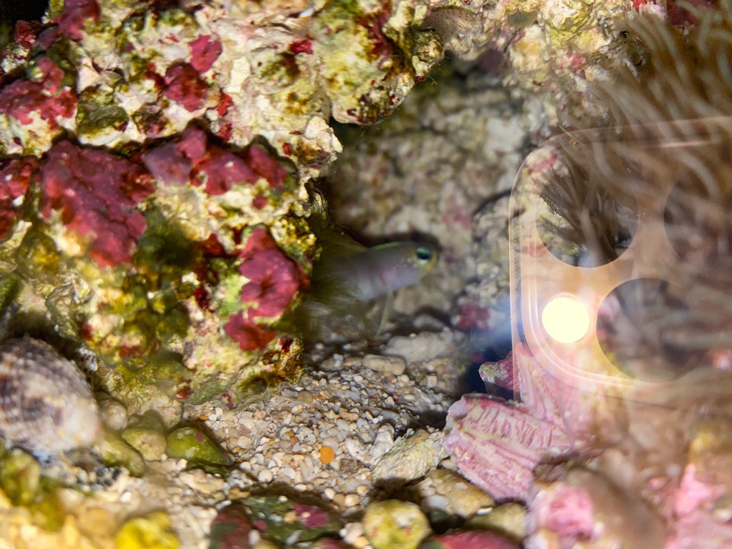 2ページ目の はじめての海水魚水槽 ありえないありえる水槽を作りたい ヲカマの日記 楽天ブログ