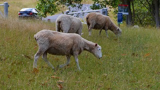 s-320_P1130570.jpg