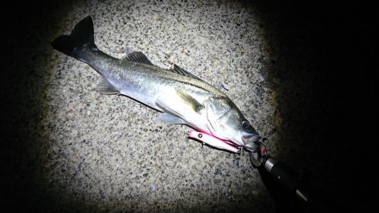 カサゴ行って来ました♪ | 第二方面青物釣撃隊かっしーの