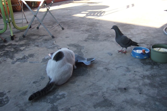 Cats that have been a fool to pigeon