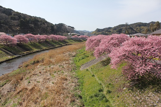 150228_05みなみの桜と菜の花まつり(10%)