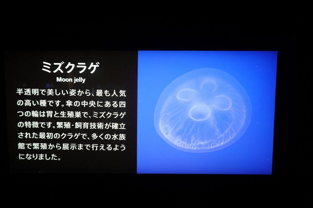 マリーンワールド海の中道 癒やされるクラゲ 透き通るクラゲ げんそうてきなの旅行と花 一部栽培している野菜とパッチワーク 楽天ブログ
