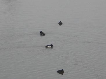 日曜日の朝・水鳥２.JPG