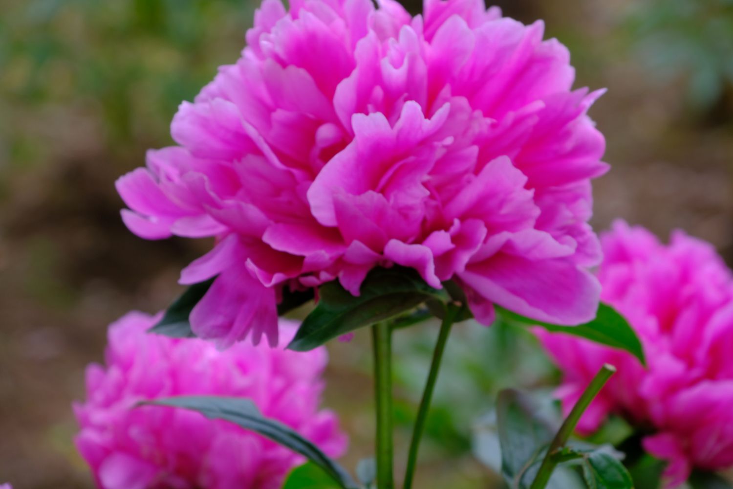 たくさん種類がある芍薬 南風のメッセージ 楽天ブログ