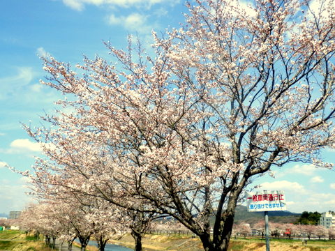 桜の花