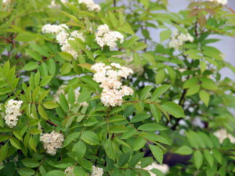 ナナカマドの花