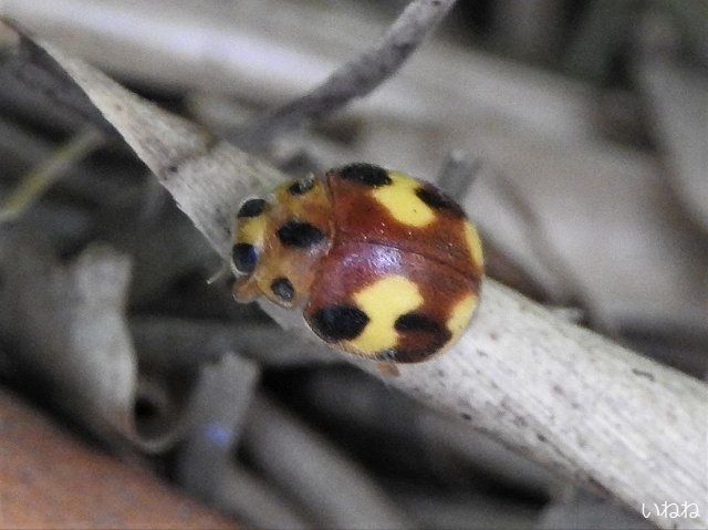 アミダテントウ2019年5月25日