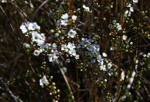 ユキヤナギ　28.3.22-1_edited-1.jpg