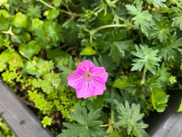 rblog-20180429182251-02.jpg