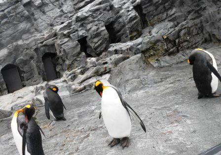 ペンギン＠旭山動物園