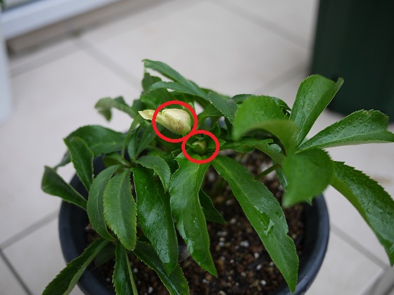 花芽？