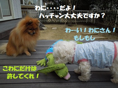 わんとわに