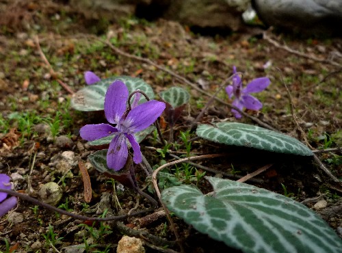 P1100101-1.JPG