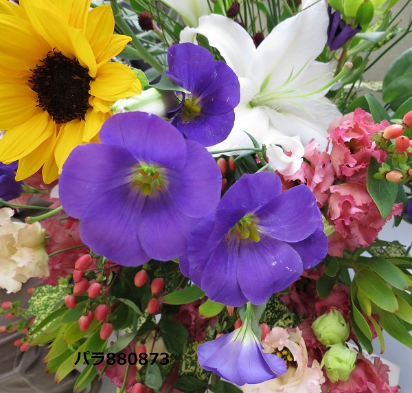 IMG_0770 - コピー.JPG