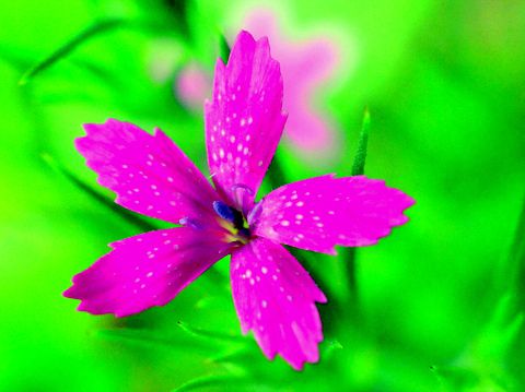 ノハラナデシコと呼ばれる帰化植物の花が市内の2か所で咲いているのに出合いました 三田のいのしし 見て歩き日記 楽天ブログ
