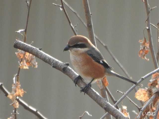 モズ＿空き地の枯れ木の枝にとまって獲物を狙っていました | いねねの趣味三昧（昆虫・野鳥・古寺巡り・読書・木工・語学など） - 楽天ブログ