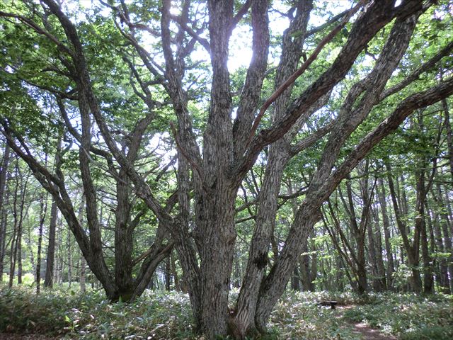 CIMG6124_R.JPG