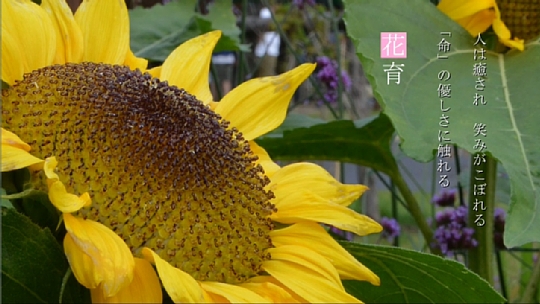 03当麻（花育）.jpg