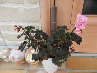 IMG_8900ss.jpg