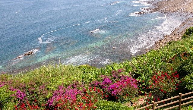 日南海岸と南国の花 晴れの国から花だより 楽天ブログ