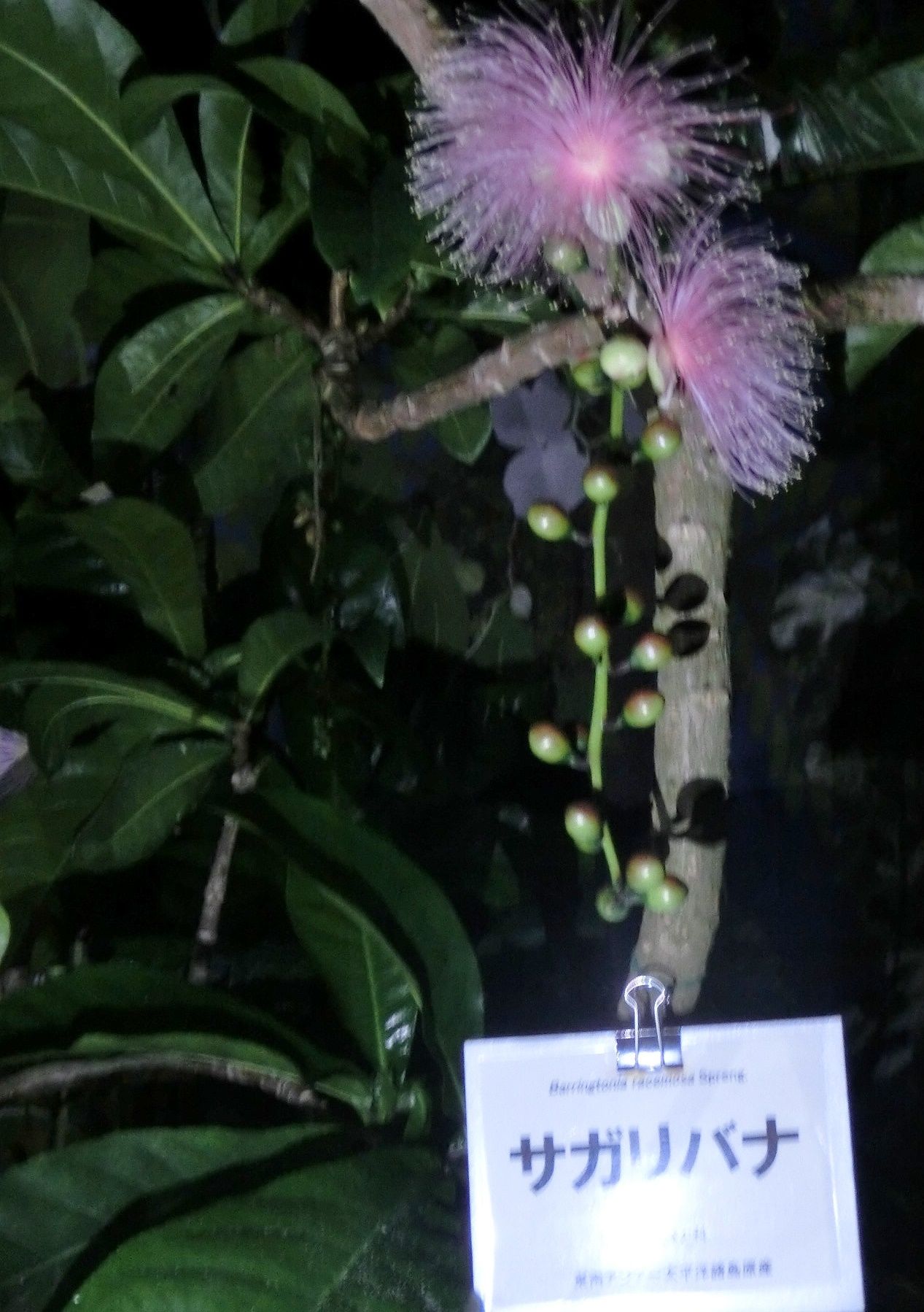 京都府立植物園で見た花 ギンパイソウ他 だい のひとりごと 楽天ブログ
