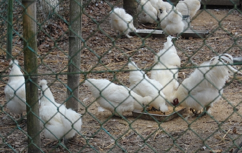 DSC_0167.JPG