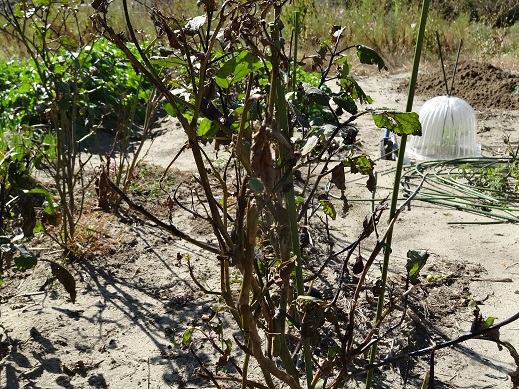 台風の潮の被害で枯れた茄子.JPG