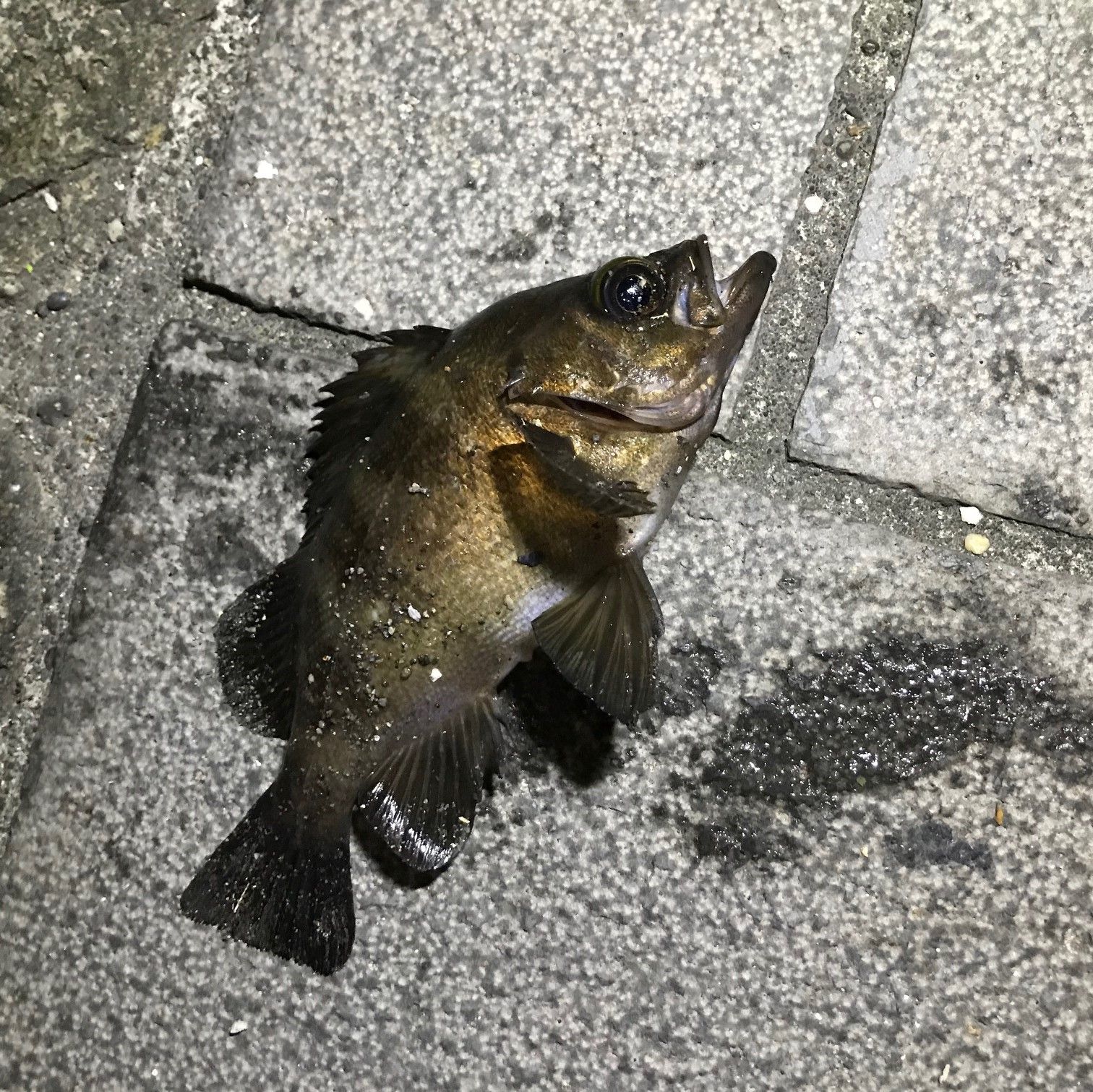 2ページ目の 海釣り 神奈川東京釣行記 楽天ブログ