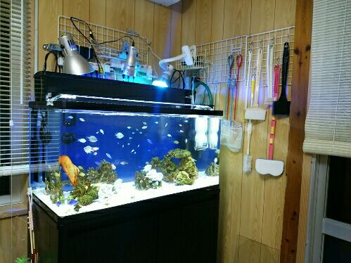海水魚水槽：90cm化計画【完】 | 南国沖縄でアクアリウム生活♪ - 楽天ブログ