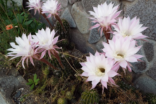 サボテンの花