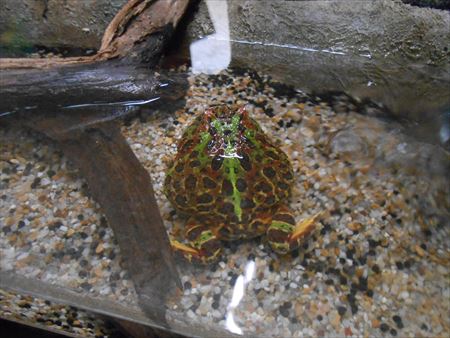 鳥羽水族館