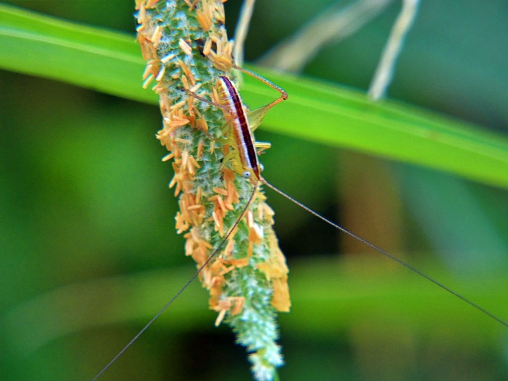オオアワガエリほか く ちゃんの自然観察記 楽天ブログ