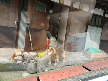 石葉近くの犬