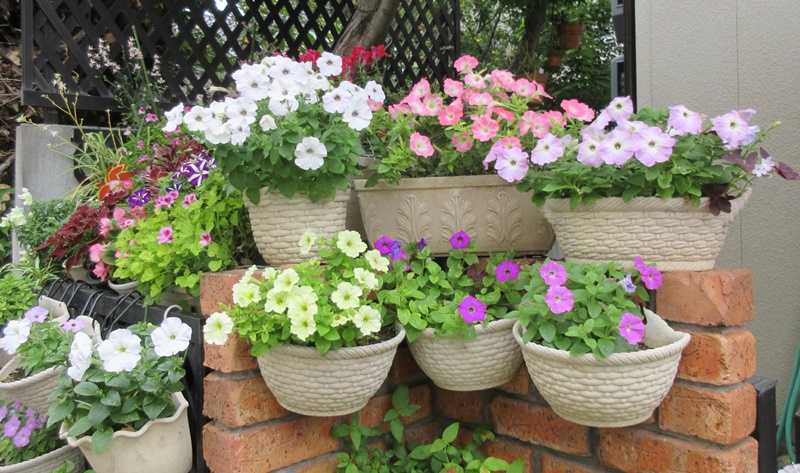 ペチュニア花壇 観賞用唐辛子に実が 小さい苗も一杯 狭い庭を花いっぱいにする育て方 楽天ブログ