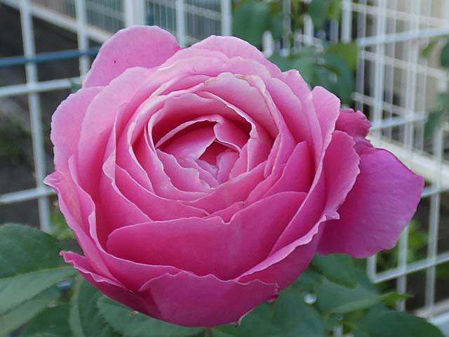 真夏に咲き続けるバラ 日陰のローズポンパドゥール クロードモネ フランシスデュブリュイ シカゴピースなど バラの美と香りを求めて 楽天ブログ